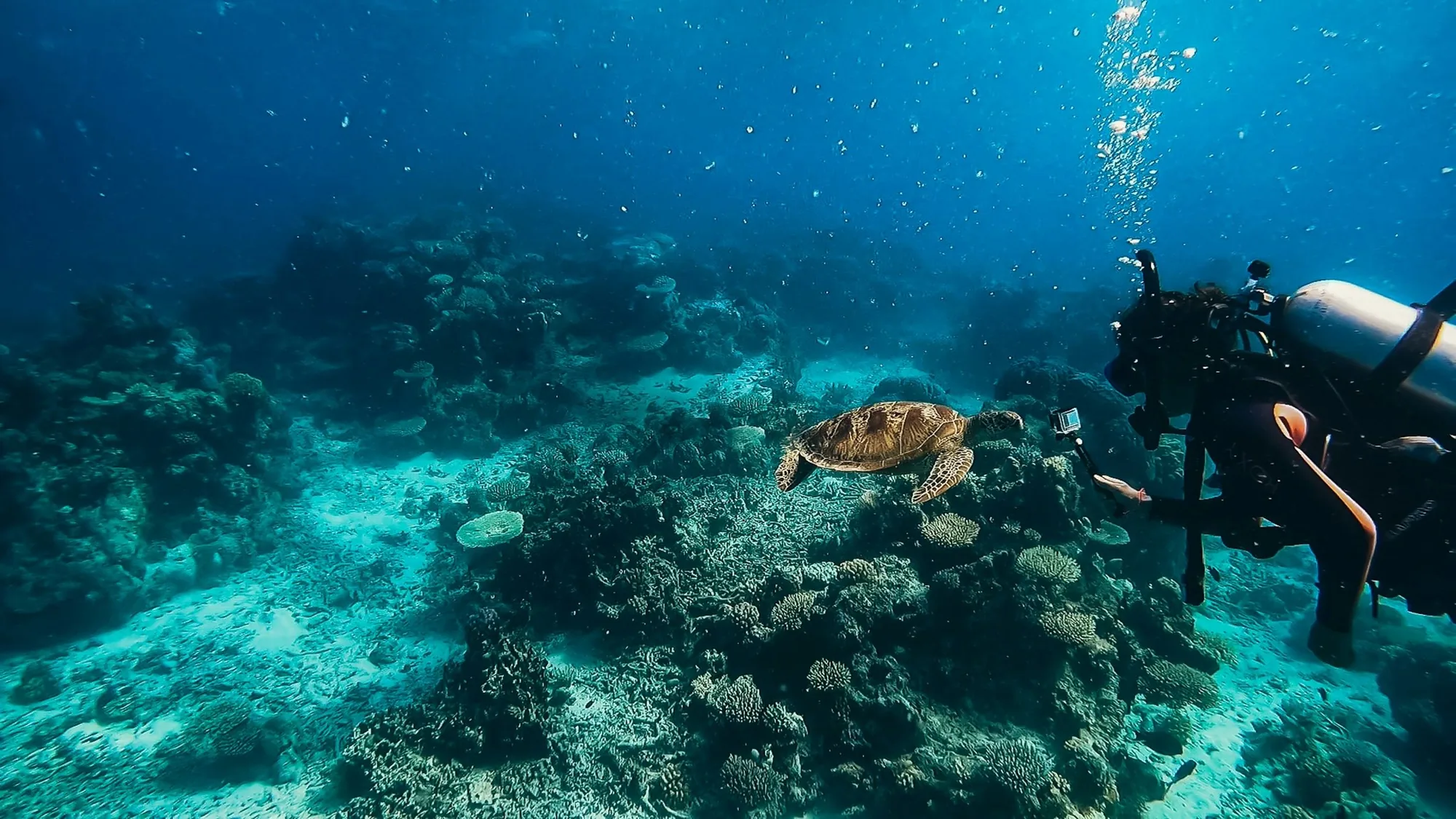 Diving and reef exploration