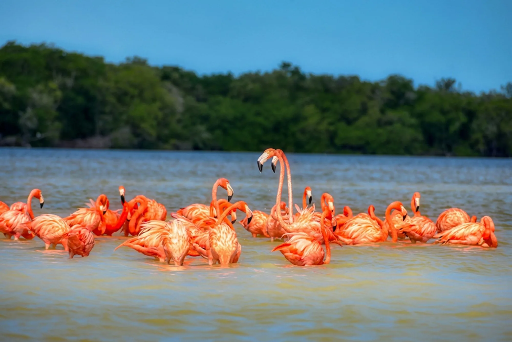 South Caicos wildlife