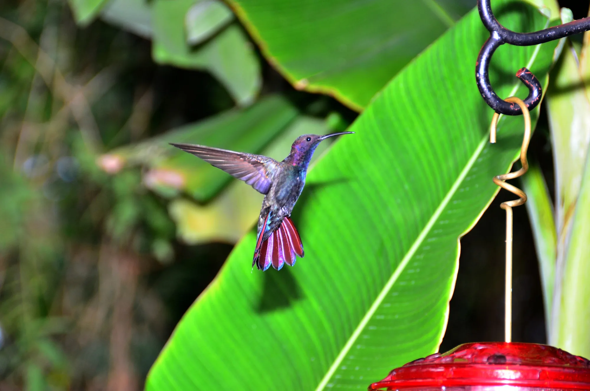 Jamaica landscape