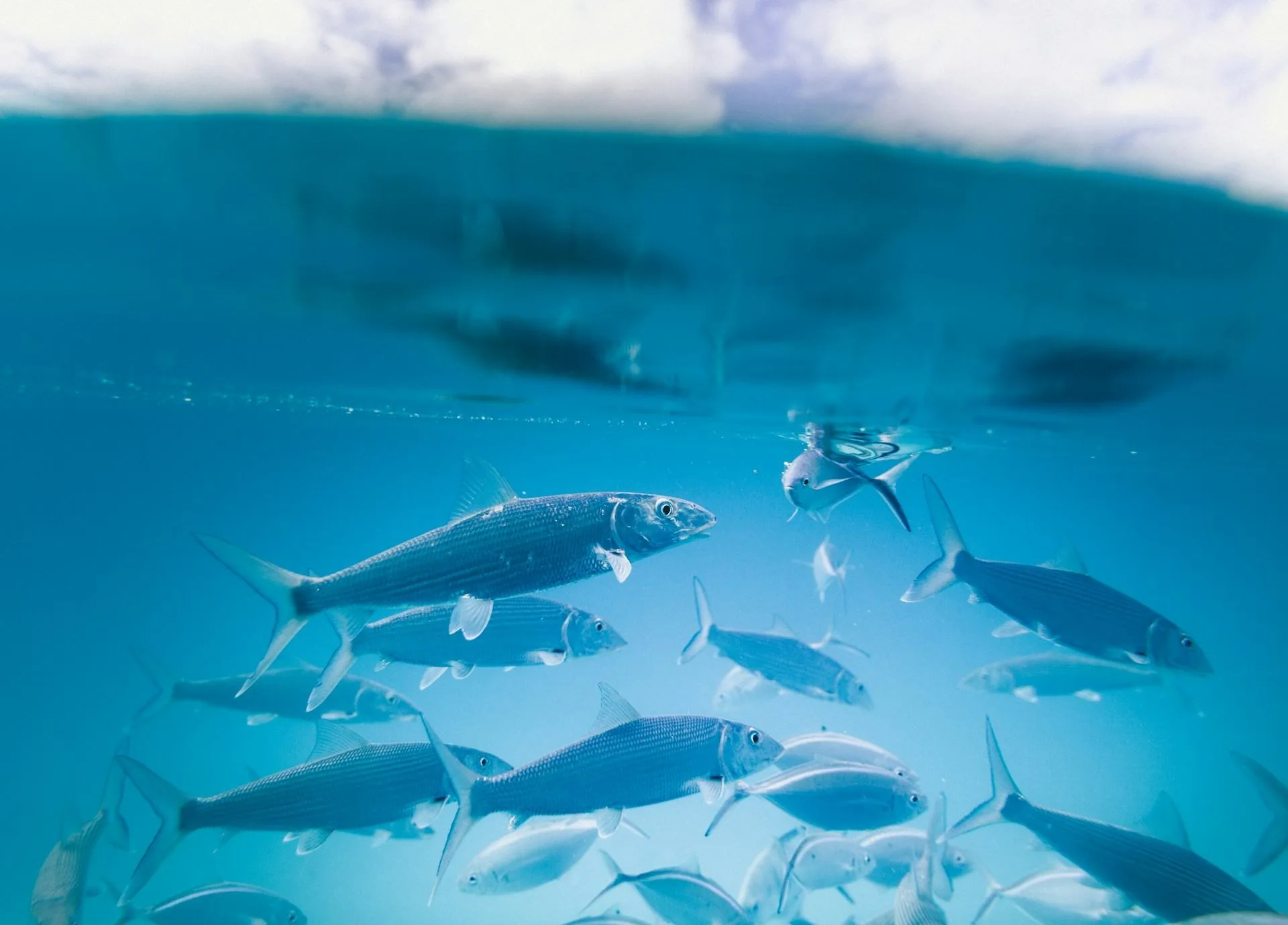 Marine life