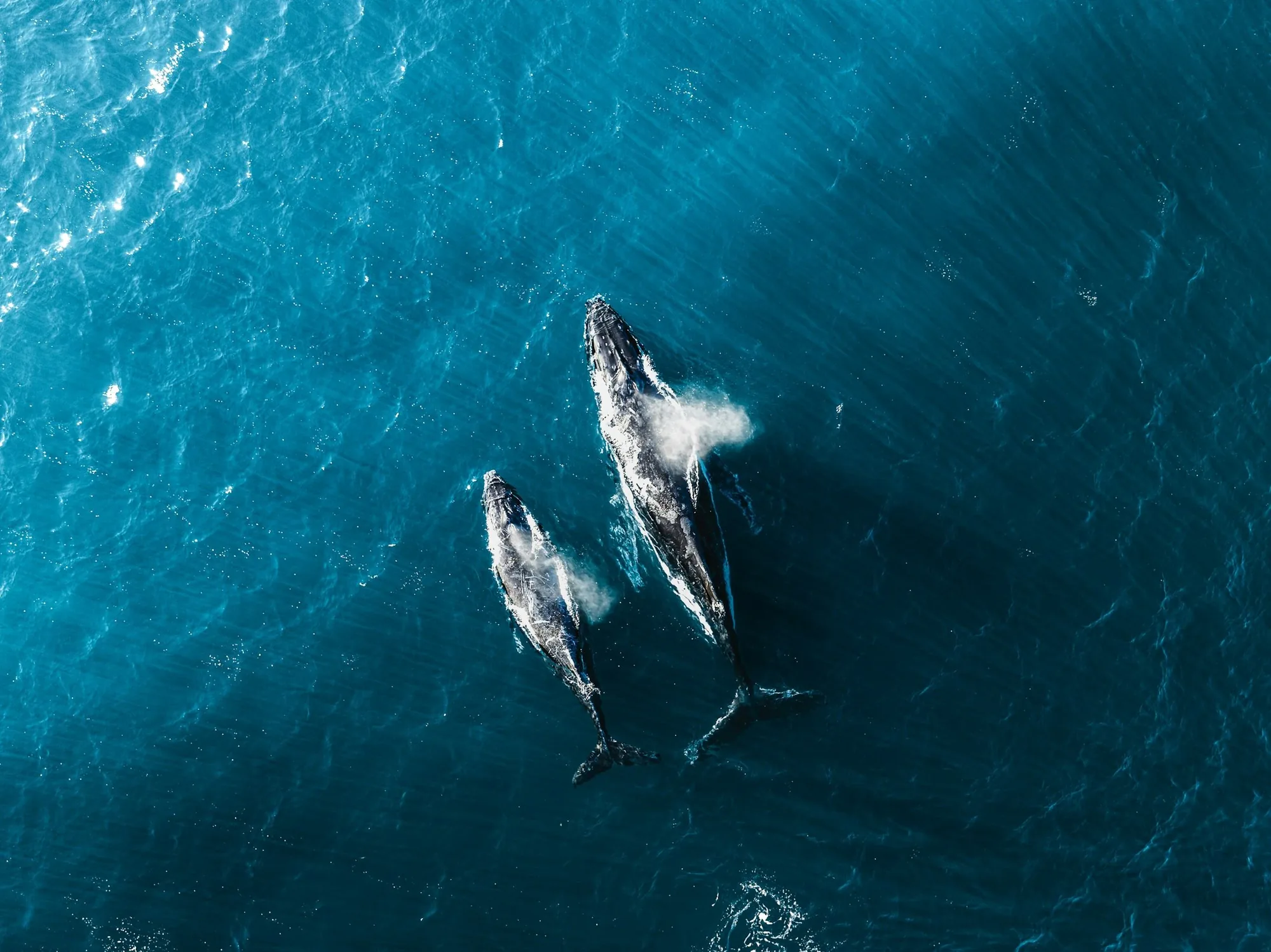 Humpback Whale Migration