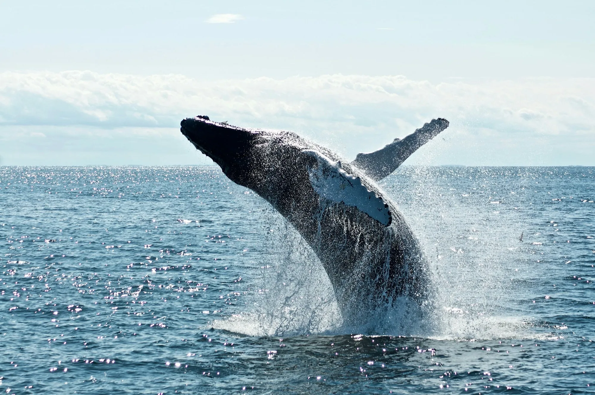 Humpback whale season