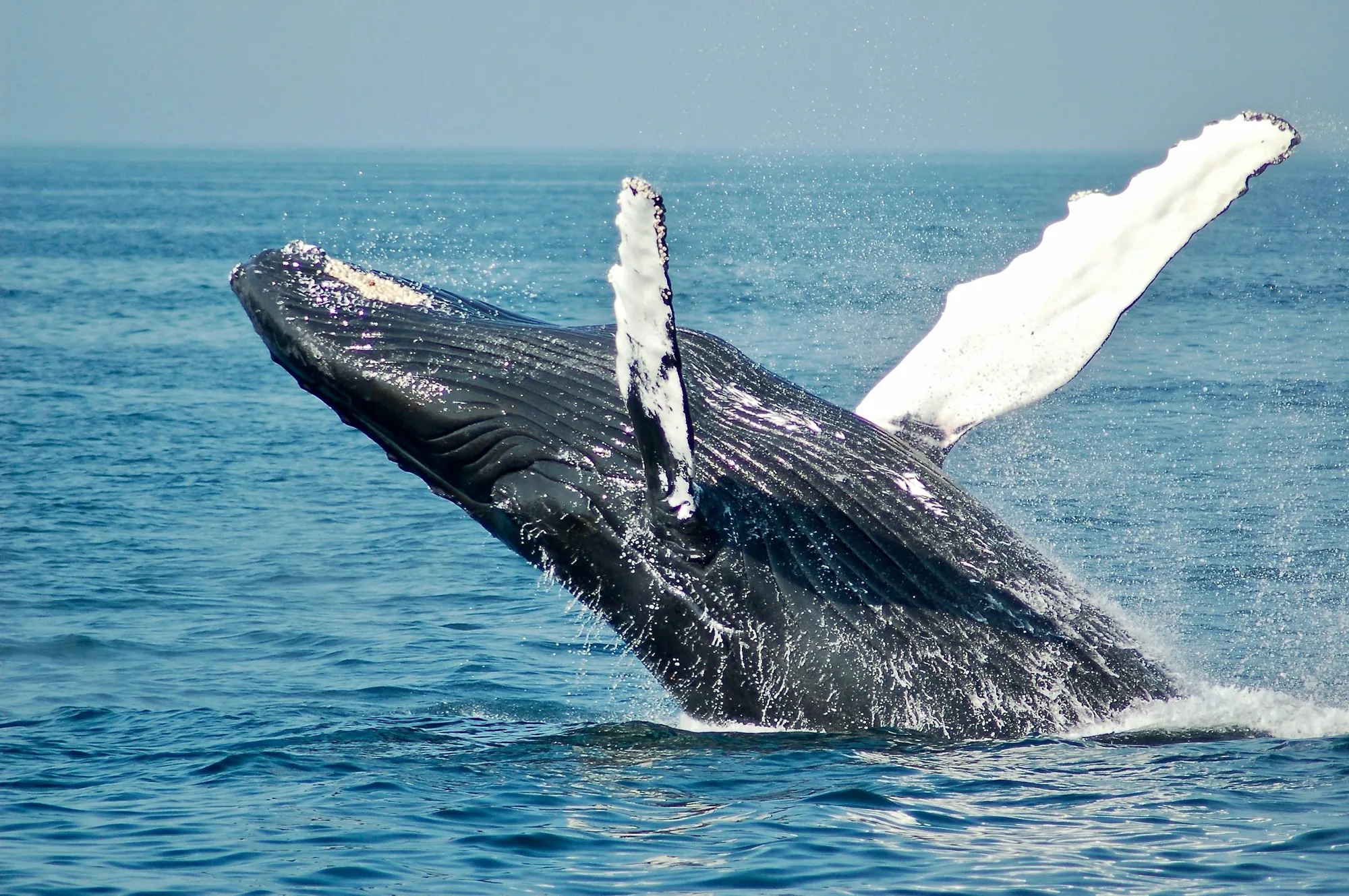 Humpback whale in Turks and Caicos